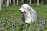 BEARDED COLLIE 231